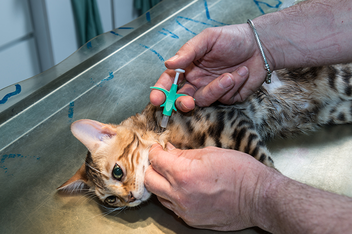 vacinação em gatos