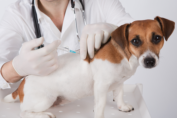 cachorro sendo vacinado