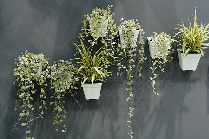 parede cinza decorada com vaso suspenso e plantas
