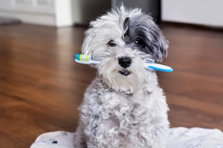 Saiba como escovar dentes de cachorro