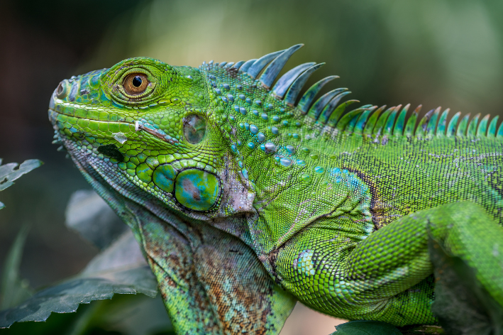 iguana-verde