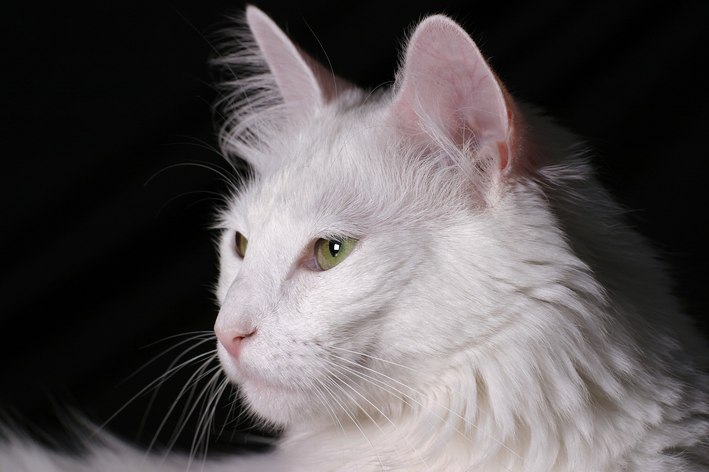 Gato com heterocromia é raro angorá turco