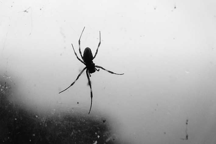 Aranha de jardim em vidro