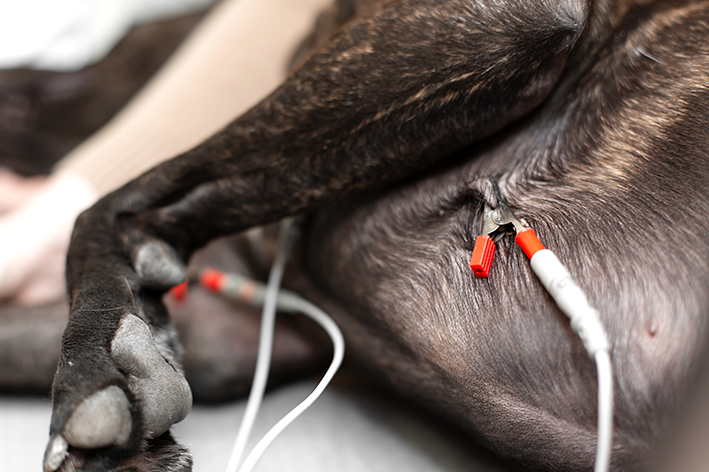 Diagnóstico e tratamento da arritmia cardíaca em cães