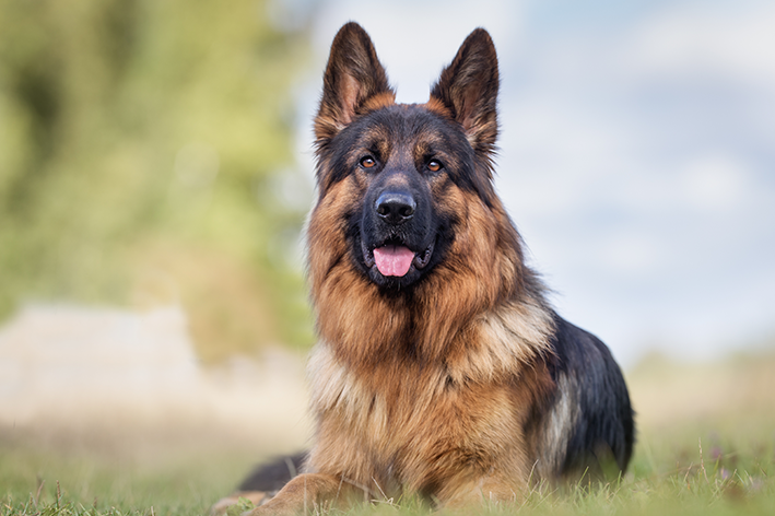 Cachorro pastor alemão: saiba mais sobre a raça