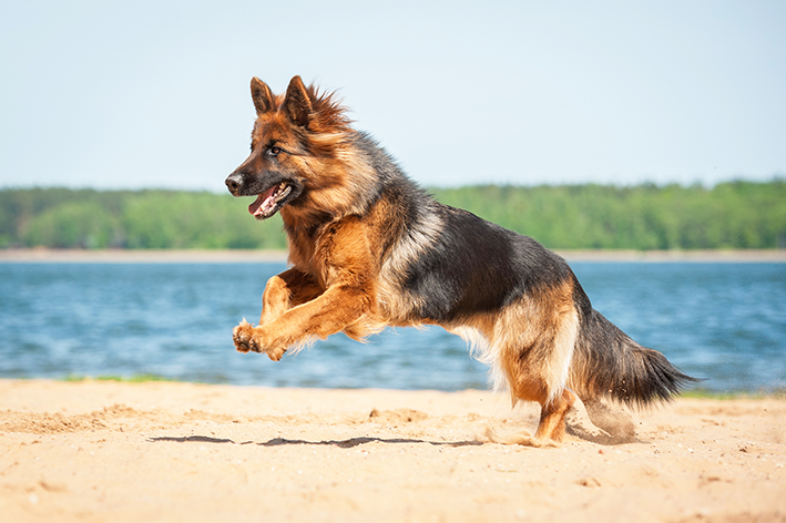 Cuidados com a saúde do cachorro pastor alemão