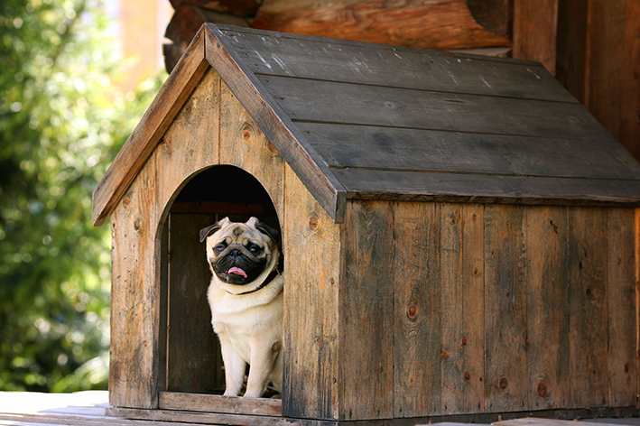 Casa de madeira para cães e gatos: o que você precisa saber