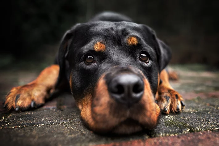 Cinomose canina: o que é e como proteger seu cachorro
