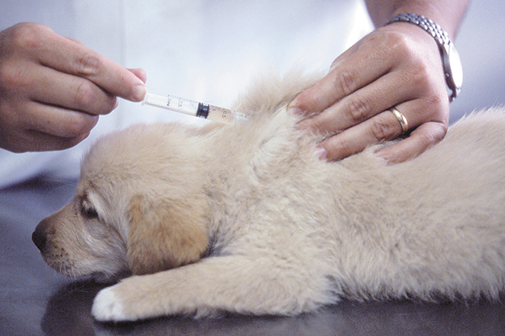 Vacinas para cachorro