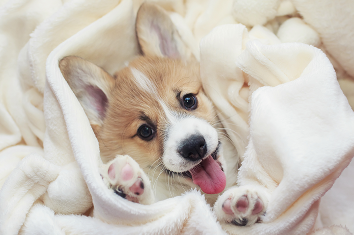 Materiais do cobertor para cachorro