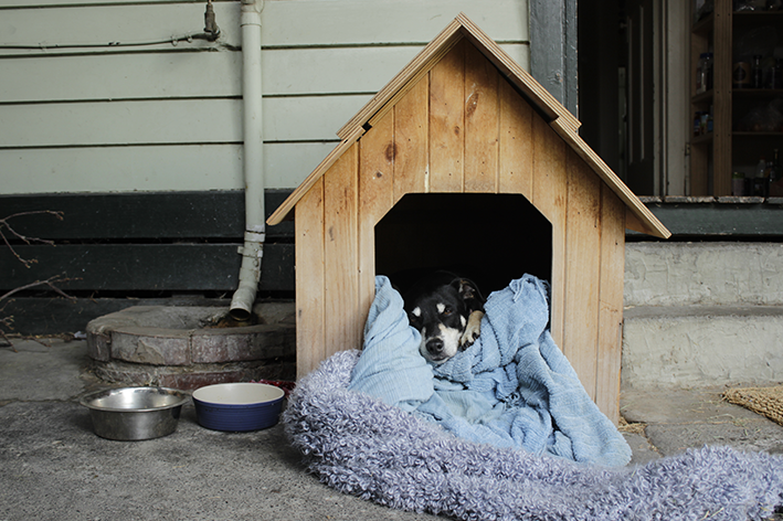 Conforto e higiene da casinha de cachorro são fundamentais
