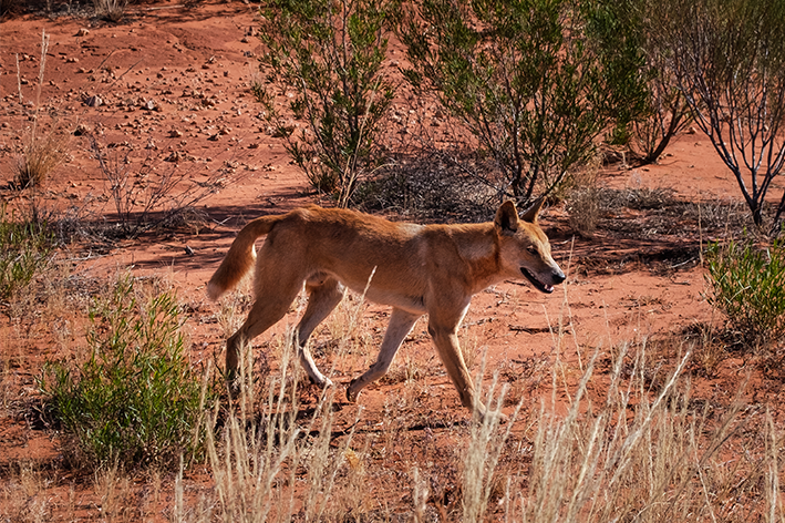 dingo no deserto australiano