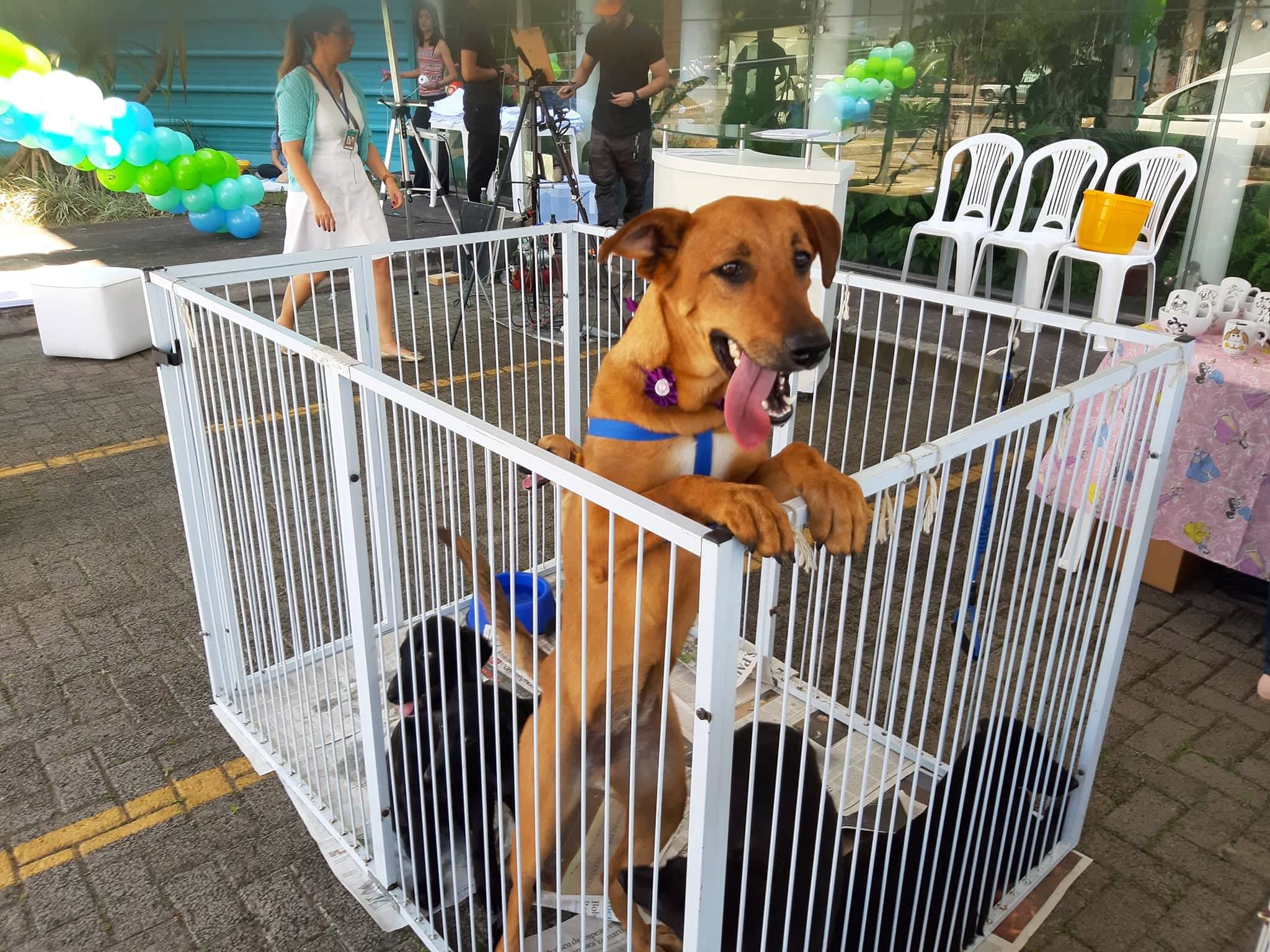 Cachorro em feira de adoção
