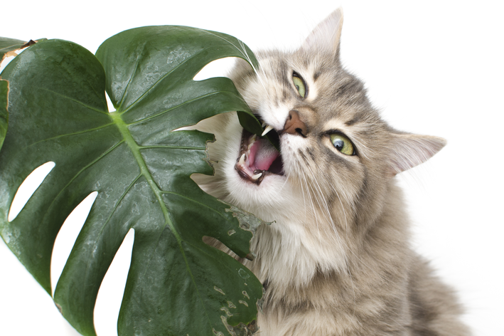 gato destrói as plantas
