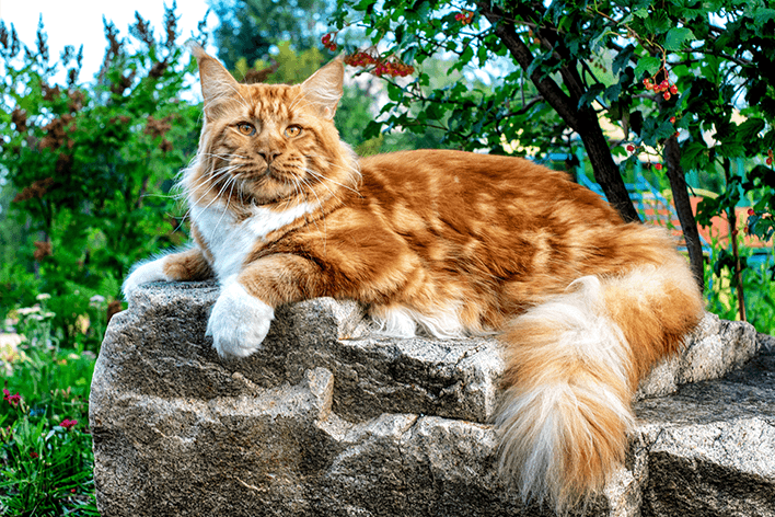 gato gigante maine coon deitado em pedra
