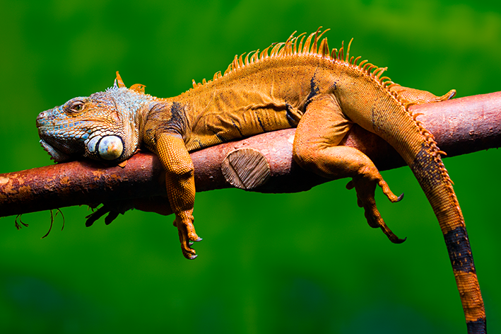 animais herbívoros iguana