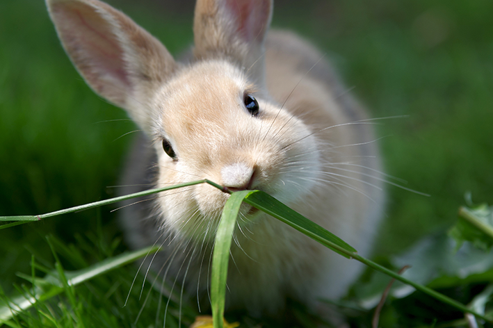 animais herbívoros coelho comendo