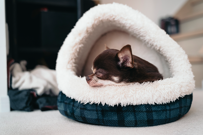 cachorro deitado na cama iglu