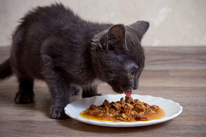 filhote cinza come sachê para gatos no pratinho