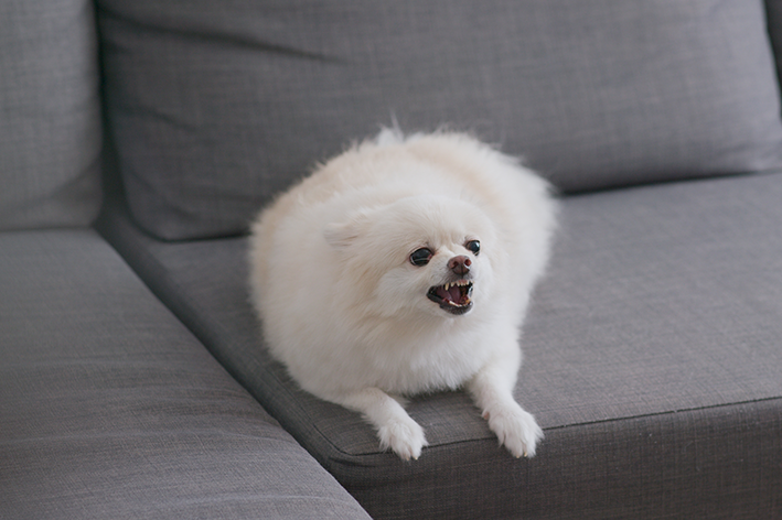 Lulu da Pomerânia branco rosnando no sofá