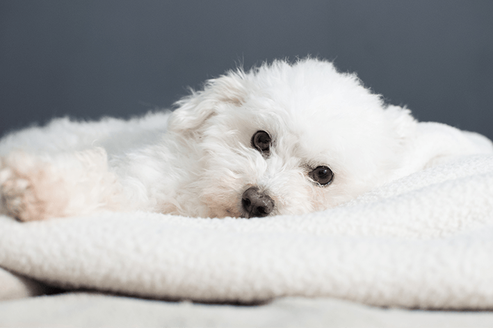 cachorro deitado sobre manta