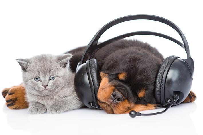 Musica para gato e cachorro