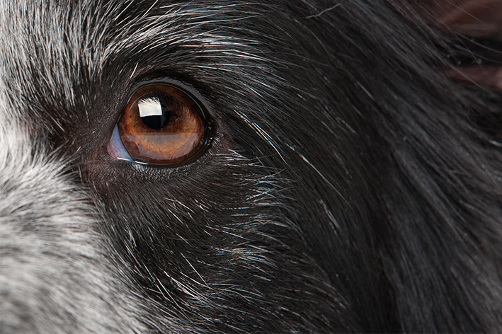 olho tremendo em cachorro de pelagem preta