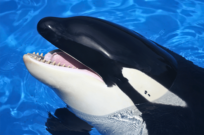 baleia orca não é baleia