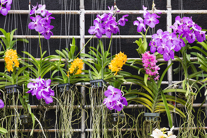 Orquídea vanda: dicas para cuidar da sua