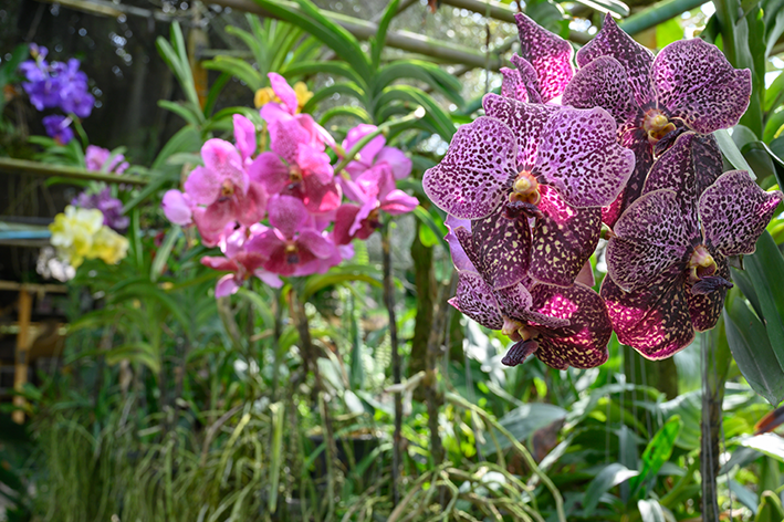 Orquídea vanda: dicas para cuidar bem da sua