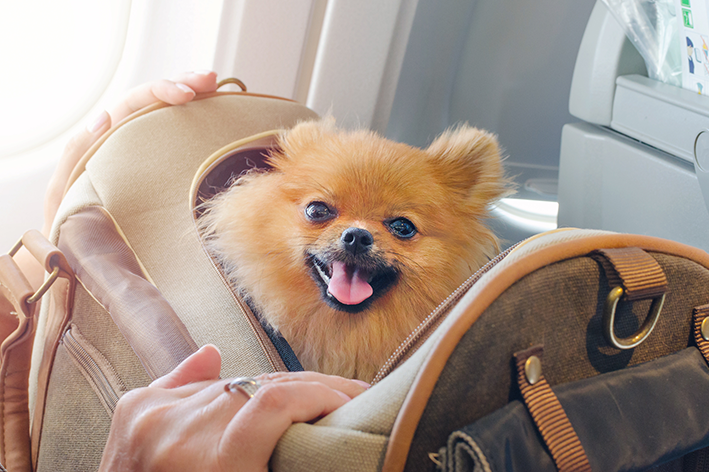 Passagem de avião para cachorro: quanto custa e como comprar