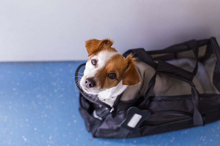 Faça as reservas da passagem de avião para cachorro com antecedência