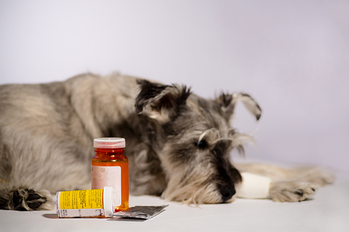 Perigos do uso de Bactrim e de outros medicamentos sem prescrição no seu cachorro