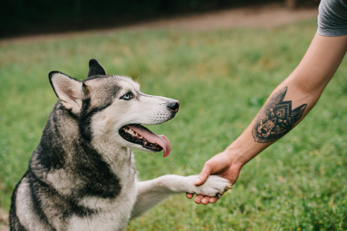 tatuagem de cachorro