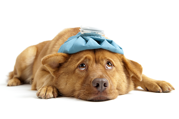 Tosse seca em cachorros: possíveis causas e o que fazer