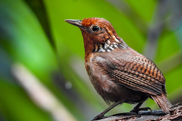 Uirapuru: o pássaro e suas lendas