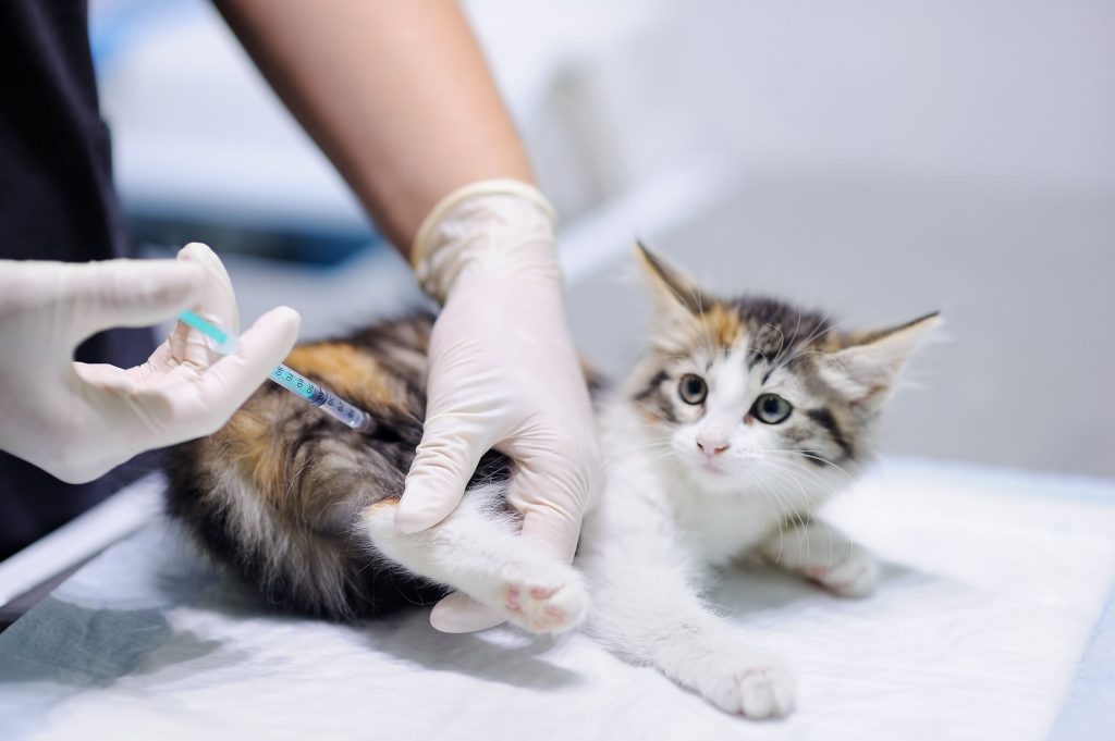 vacina para gatos