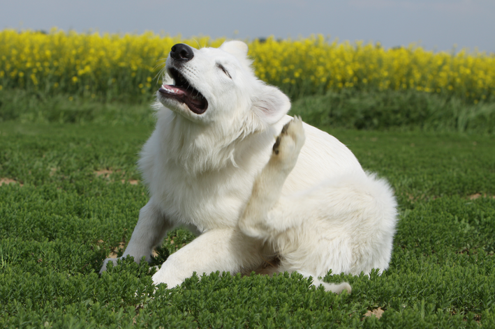 Cachorro branco se coçando com por conta dos ácaros