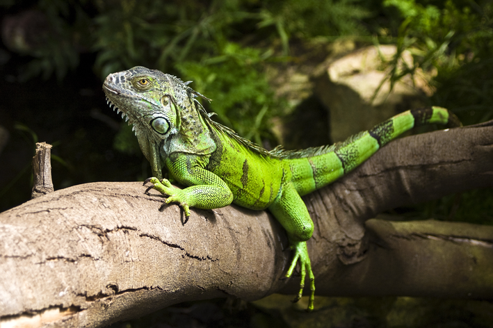 Animais de estimação diferentes: iguana