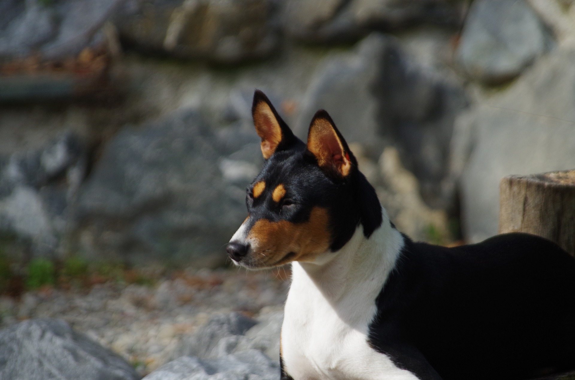 cachorro basenji tricolor olhando para frente