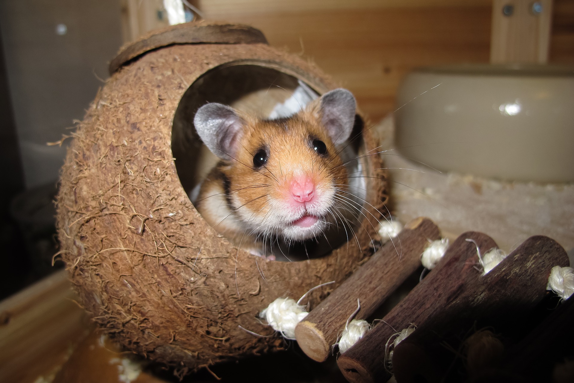 brinquedo de madeira para hamster sírio