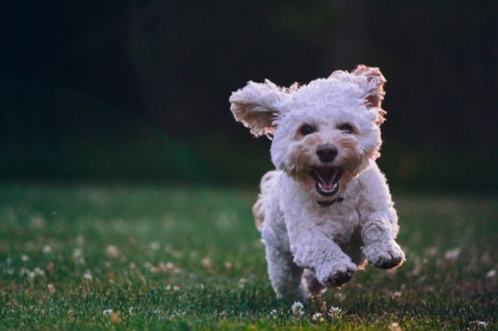 cachorro agitado correndo feliz