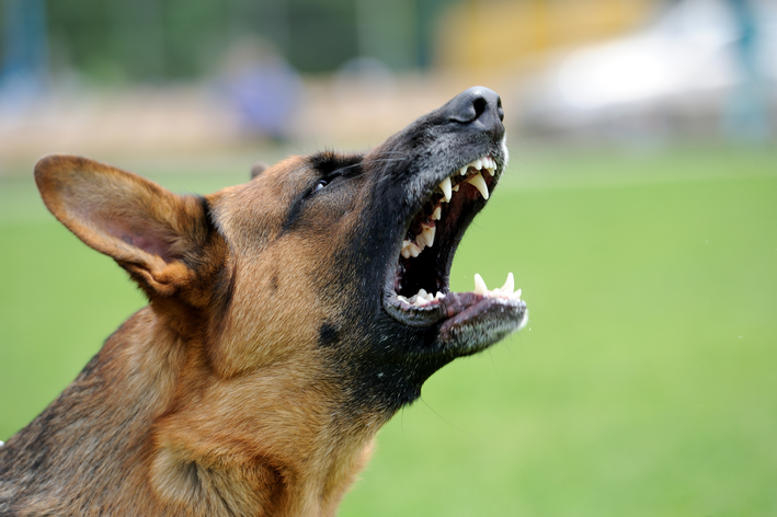 Cachorro bravo: como lidar com a situação
