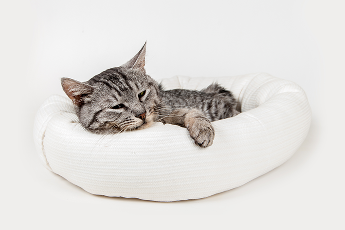 cama de gato