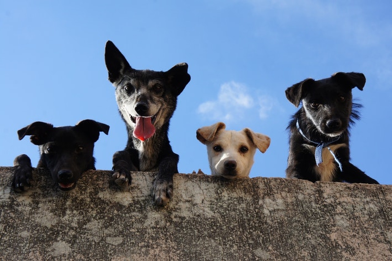 coletivo de cães em um muro