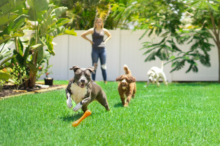 cães correndo atrás de brinquedo ao ar livre