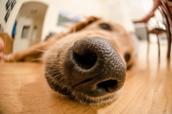 Focinho: tudo o que você precisa saber sobre o nariz dos cachorros