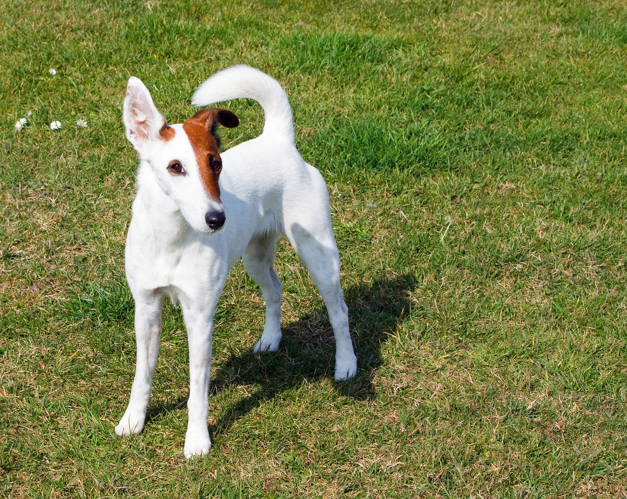 cachorro fox terrier branco e vermelho