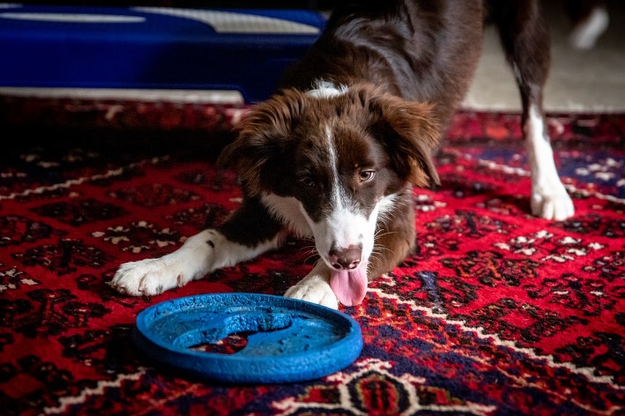 cachorro brincando com frisbee