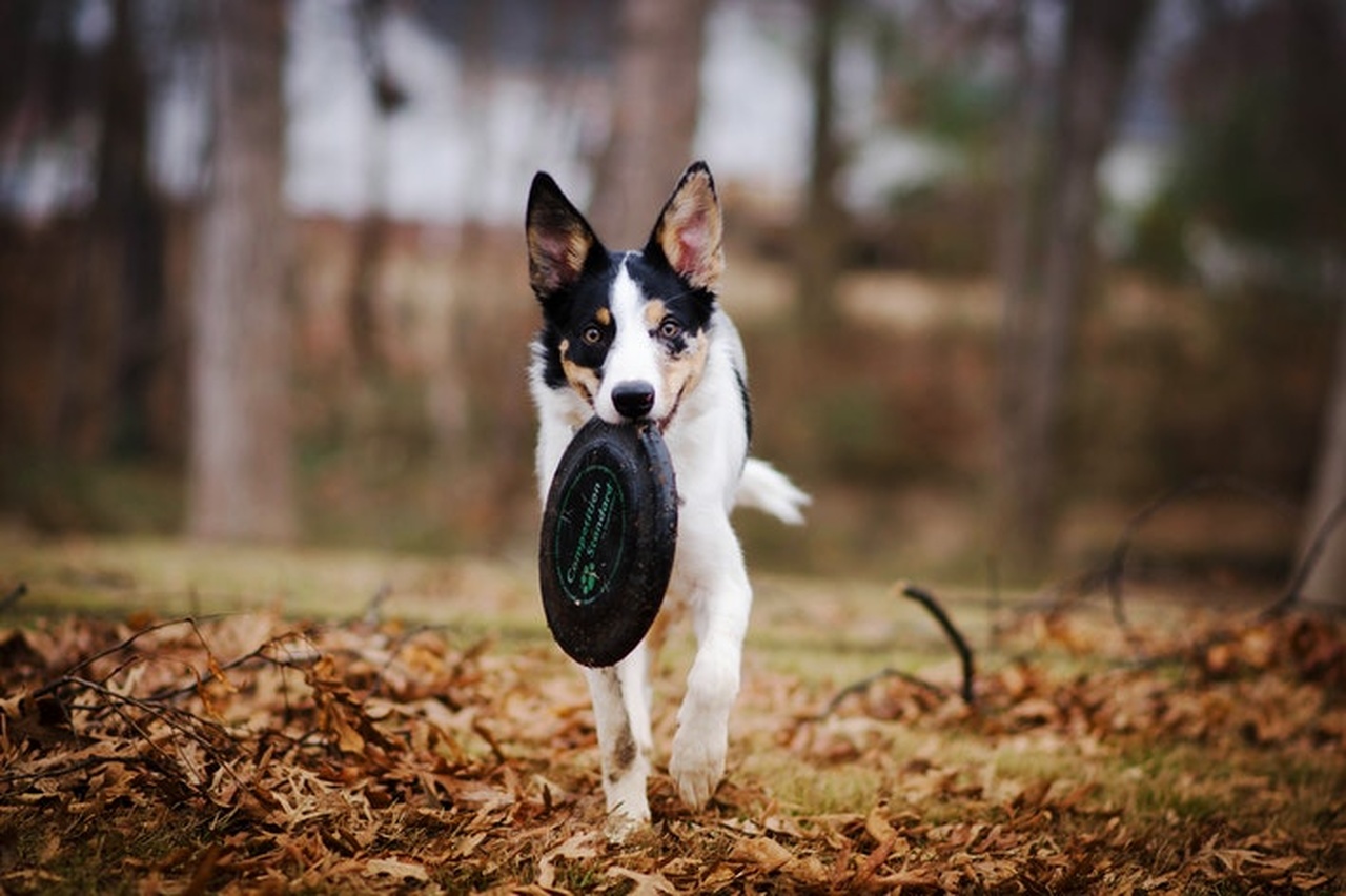 cachorro com frisbee na boca